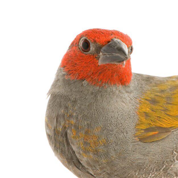 Red-headed Finch - Amadina erythrocephala in front on a white isolated