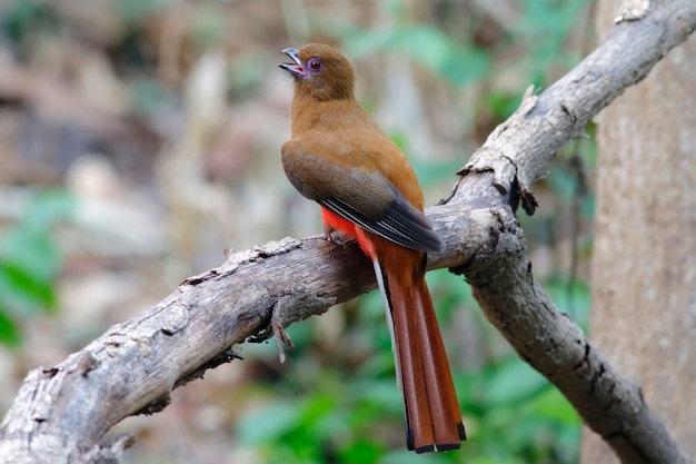 Foto bei uccelli femminili della tailandia di trogon harpactes erythrocephalus della testa rossa