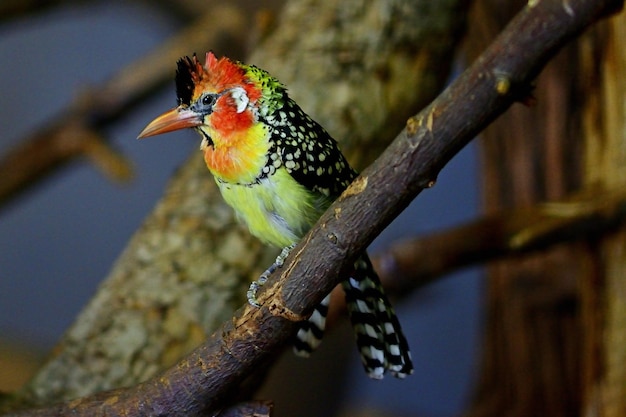 red headed woodpecker on branch