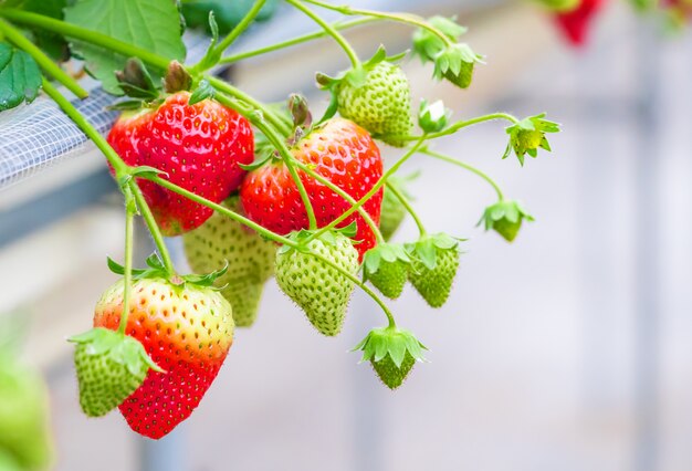 Red healthy organic strawberry in a closed plantation