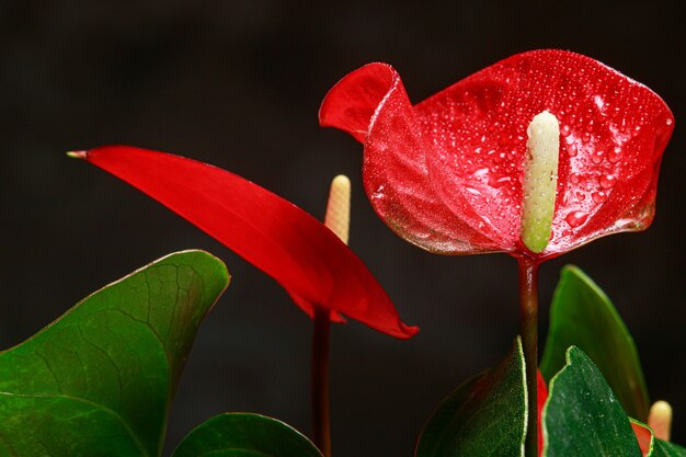 Il fiore rosso dell'anturio a forma di cuore è il fiore del fenicottero,