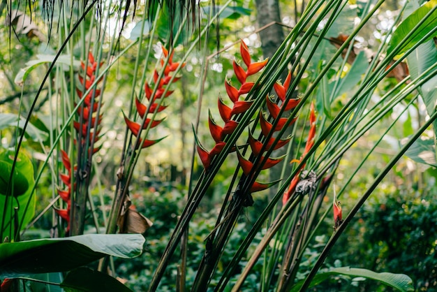 A red heliconia flower in a forest in mexico