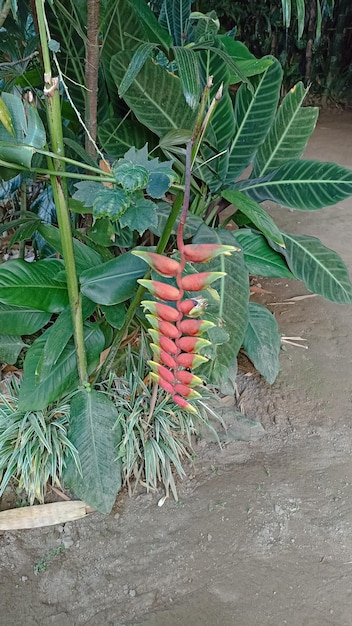 Photo red heliconia flower growing in the garden tropical plants