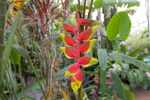 Красный цветок Heliconia rostrata, райская птица, когти лобстера и клюв попугая