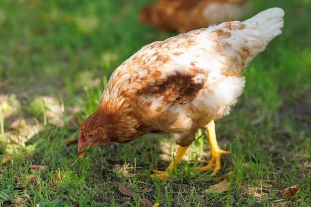 Photo a red hen grazes on the grass