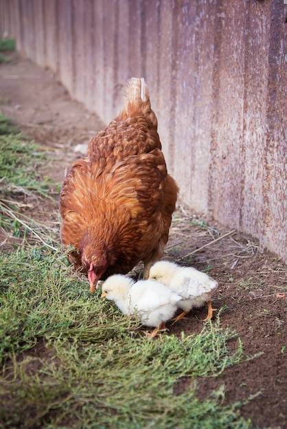 Red hen teaches two of his chickens to look for food in the ground in the village