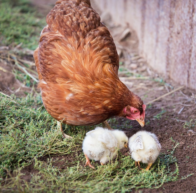 Red hen and two chickens in the garden