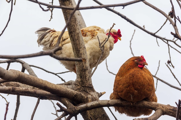 A red hen and a white cock are sitting on the branches of a tree