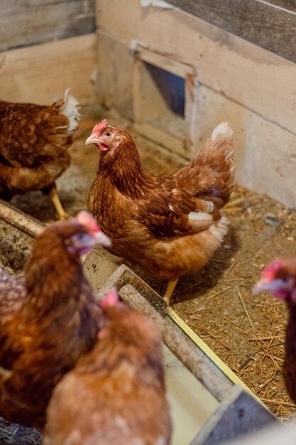 Red hens in the chicken coop Poultry for farming in the village