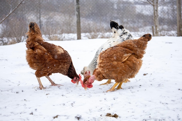 Red hens laying in the snow Loman Brown