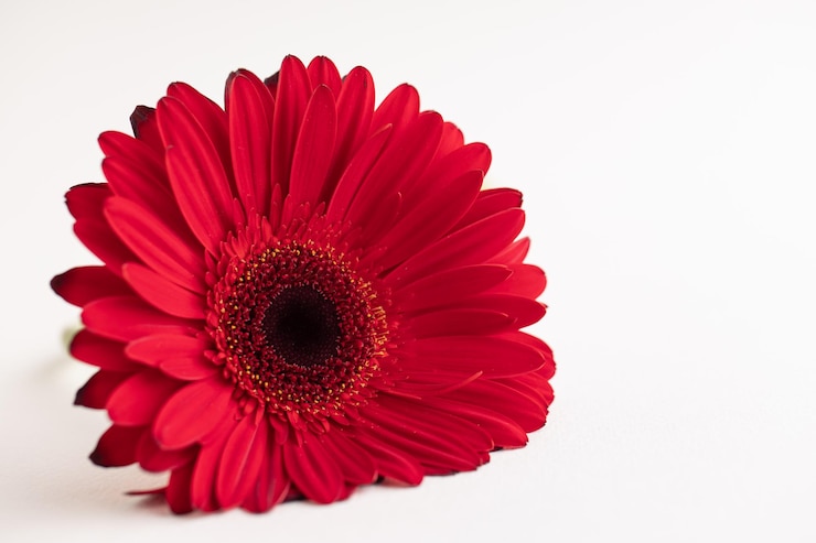 Photo red herbera on white background concept of feminity