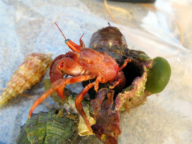 Red hermit crab protruding from its shell, close-up. Paguroidea. Animals of the Mediterranean.