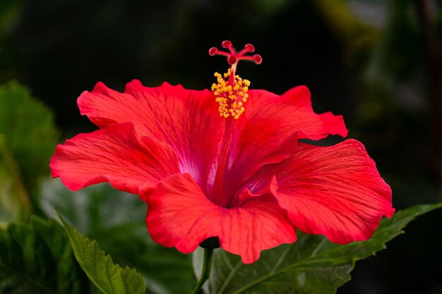 Red Hibiscus In Bloom Close Up