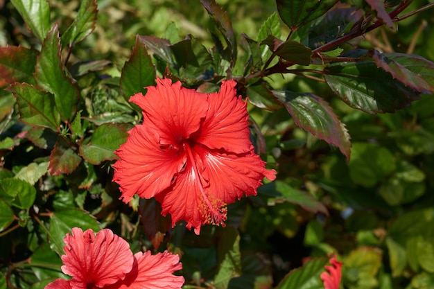 Red hibiscus on a bush in the sun