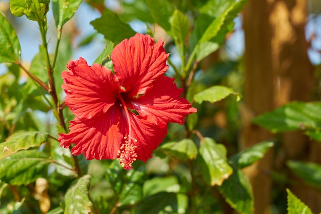 Red hibiscus on a bush in the sun