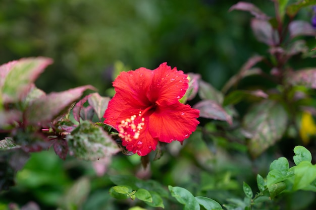 赤いハイビスカス、緑色のぼかしの背景と中国のバラの花