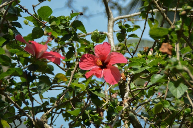 Red Hibiscus flower blooming on tree