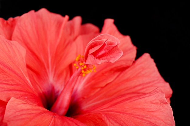 Red Hibiscus flower, close-up, isolated on black