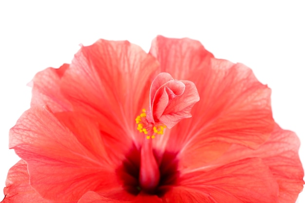 Red hibiscus flower, close-up, isolated on white