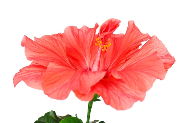 Red Hibiscus flower, close-up, isolated on white