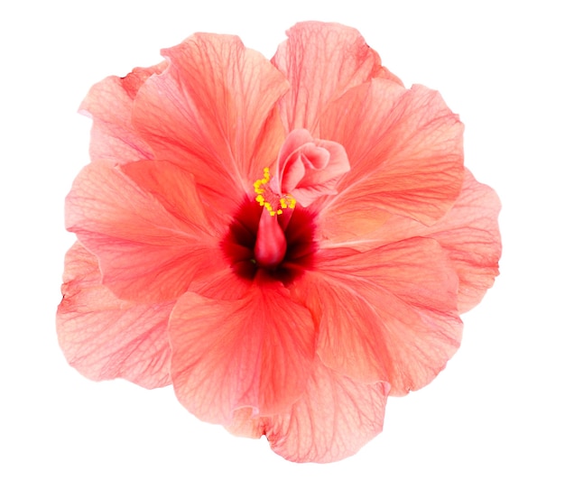 Red Hibiscus flower, close-up, isolated on white