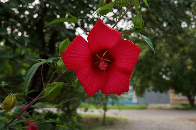 庭の赤いハイビスカスの花のクローズアップ