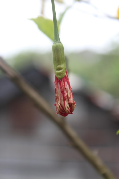 Red hibiscus flower in the garden with blurred background