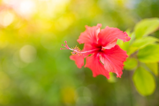 Photo red hibiscus flower on a green background in the tropical garden