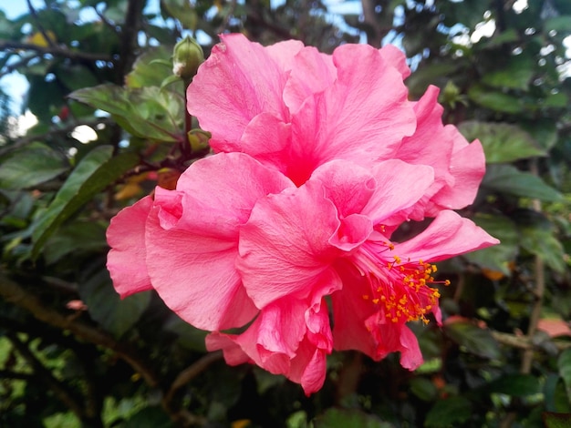 Red hibiscus flower on a green background