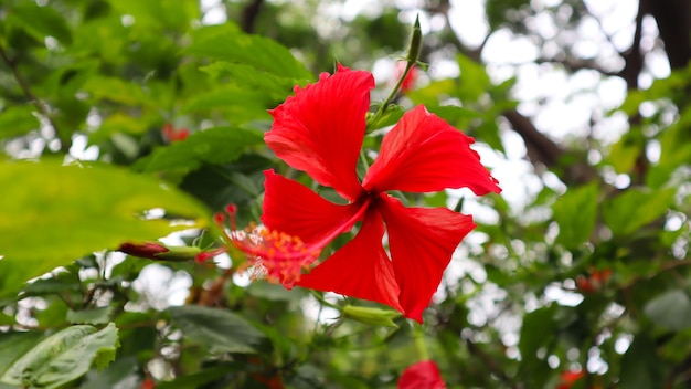 Red hibiscus flower green tree and leaf texture