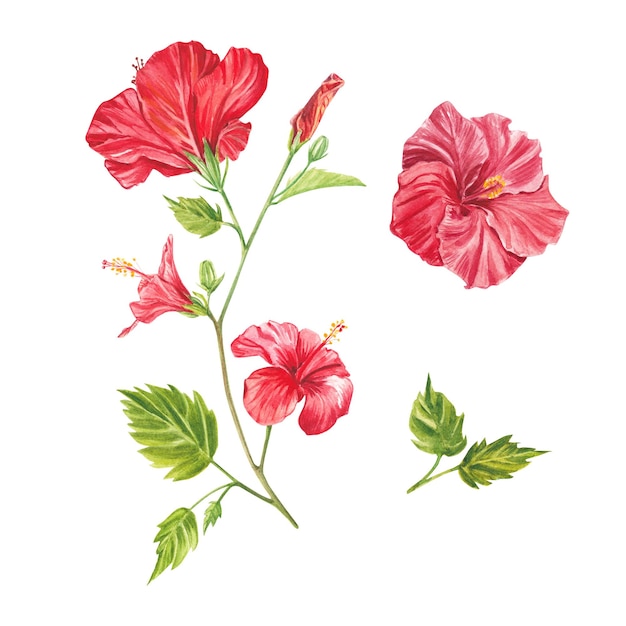 A red hibiscus flower highlighted on a white background Watercolor tropical flower realistic colorful hibiscus with leaves Botany Exotic tropical floral object for your poster postcard design