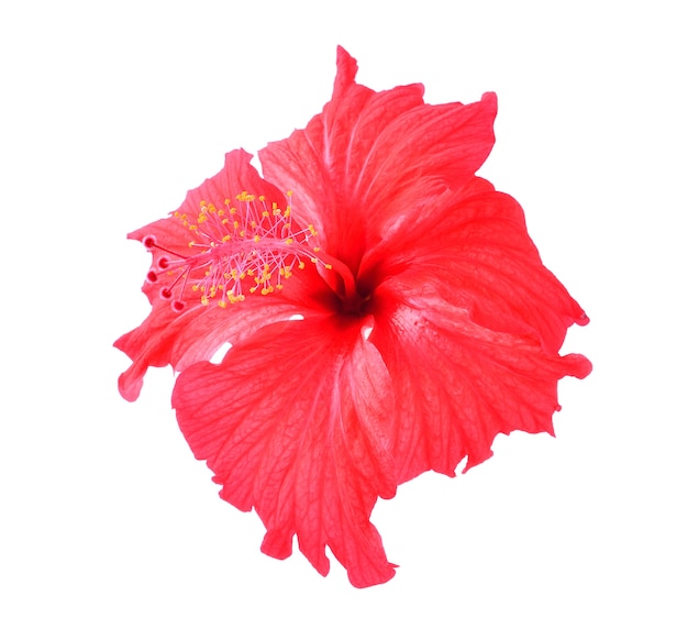 Photo red hibiscus flower isolated on white background