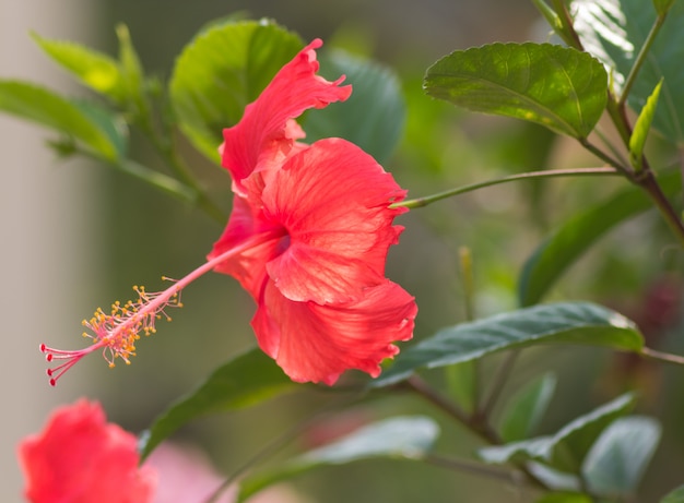 写真 赤いハイビスカスの花が光る