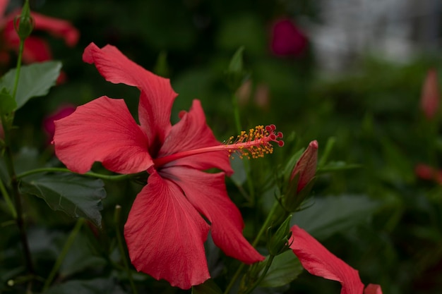 Фото Красный цветок гибиска