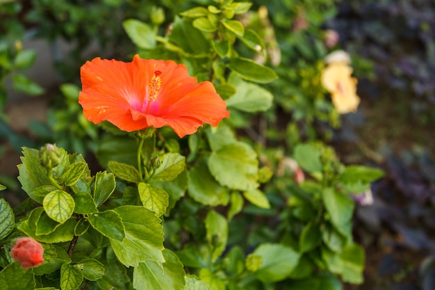 Red hibiscus flower on tropical garden