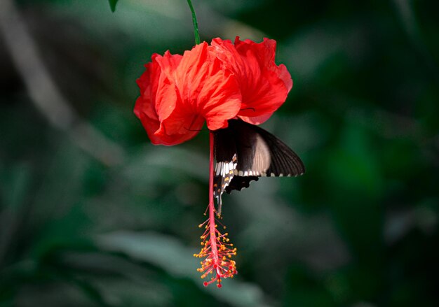 Photo a red hibiscus flower with a butterfly on it