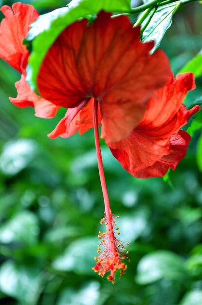 Red hibiscus flower with green leaf background in the garden