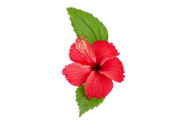 Red hibiscus flower with leaves on white background