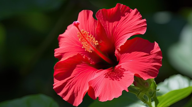 A red hibiscus flower with a yellow center.