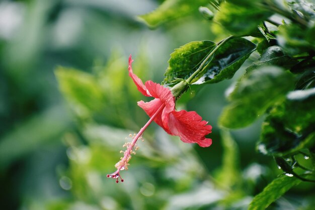 Red hibiscus flower