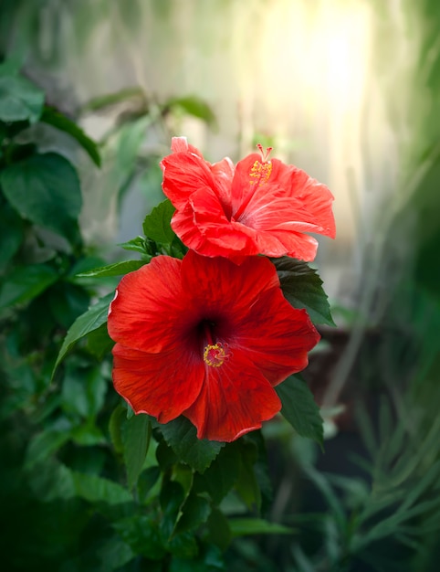 Photo red hibiscus flowers in blurred background