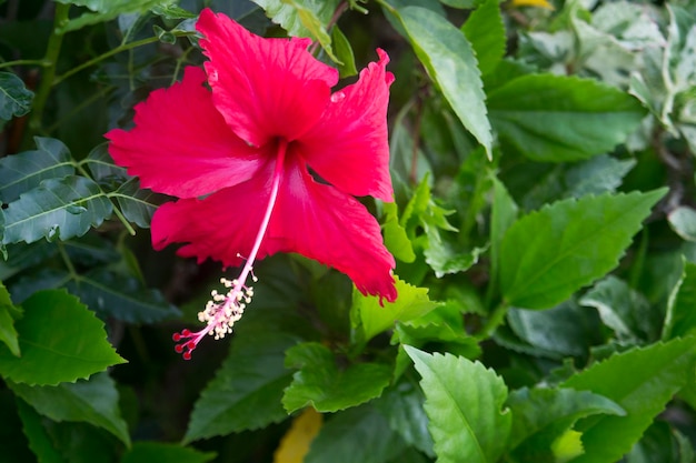 赤いハイビスカスの花