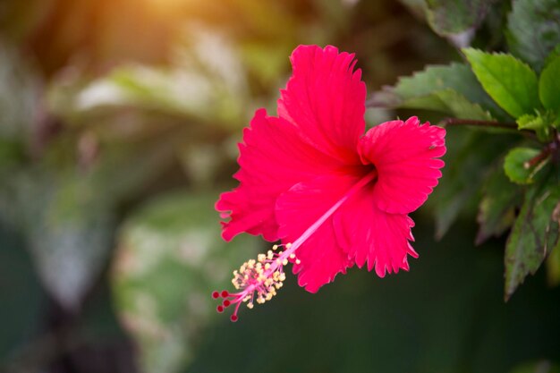 Red Hibiscus flowers