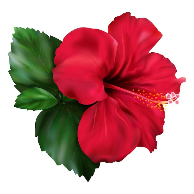 赤いハイビスカス カルカデ熱帯エキゾチックな花植物
