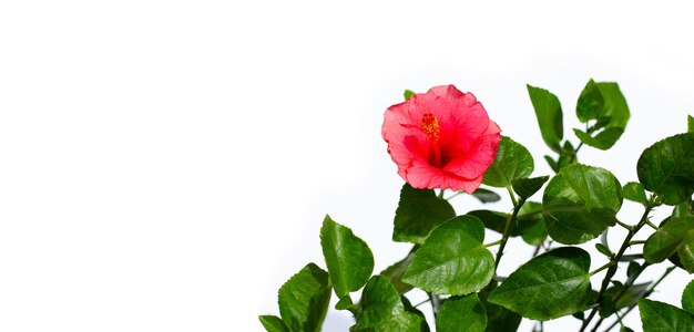 Red hibiscus with green on white