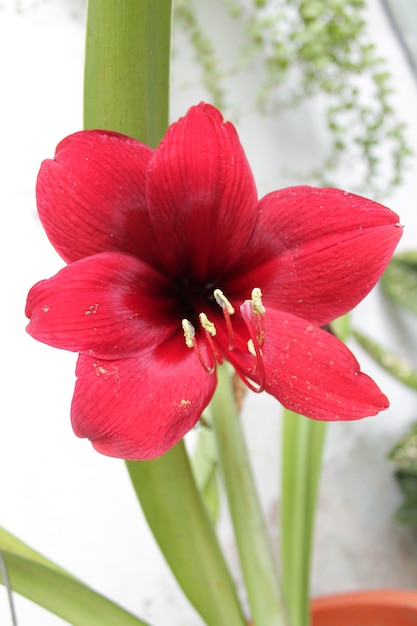 red hibiscus