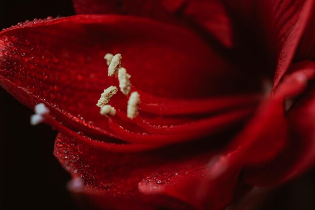 Red hippeastrum on a black background Women's health concept Valentine's Day Scarlet flower of love Macro closeup photo of drops on the petals A reference to tenderness care and kindness