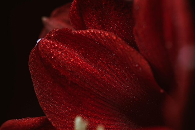 Red hippeastrum on a black background Women's health concept Valentine's Day Scarlet flower of love Macro closeup photo of drops on the petals A reference to tenderness care and kindness