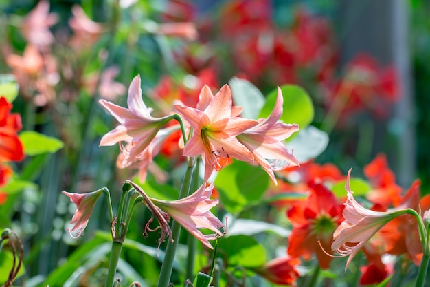 빨간 Hippeastrum 꽃 또는 빨간 아마 릴리스 꽃