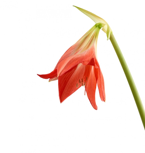 赤いアマリリス線条体咲く花